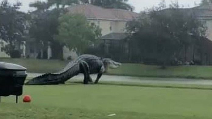 male-dragged-into-pond-and-killed-by-11-foot-alligator-in-south-carolina