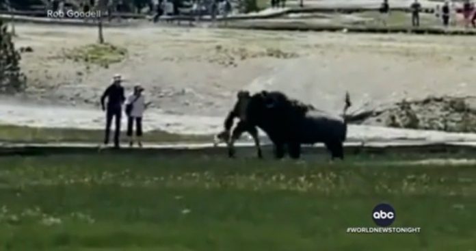 2-people-gored-by-bison-at-yellowstone-national-park-today-(video)