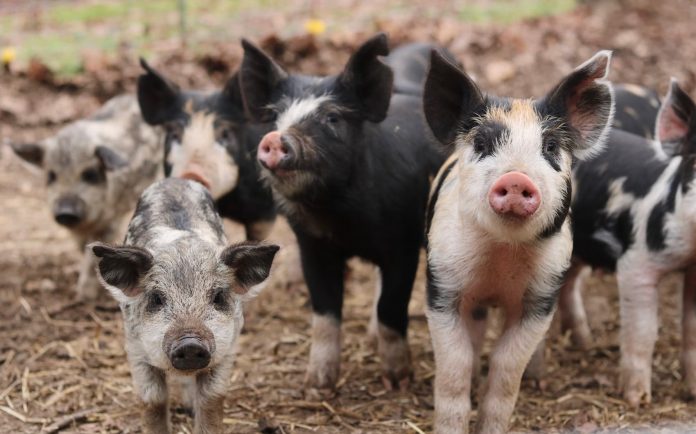 arrest-made-after-1,000-hog-death-wave-rocks-small-iowa-county