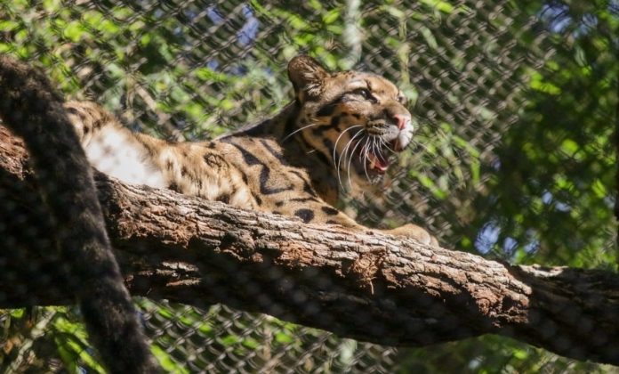 cops-say-fencing-“intentionally-cut”-after-clouded-leopard-escapes-dallas-zoo-enclosure