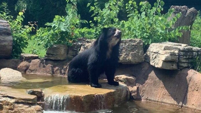 crazy:-ben-the-bear-escapes-from-midwestern-zoo-enclosure-for-second-time-this-month,-forces-“shelter-in-place”