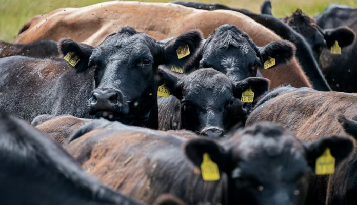 creepy:-texas-investigating-deaths-of-six-cattle-found-with-their-tounges-removed-with-no-blood-spilled