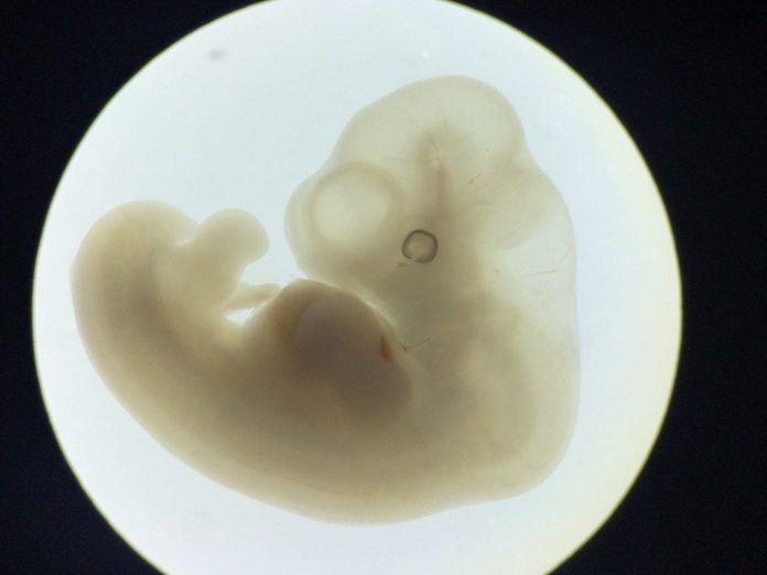 researchers-play-god:-lab-creates-synthetic-human-embryos-without-egg-or-sperm