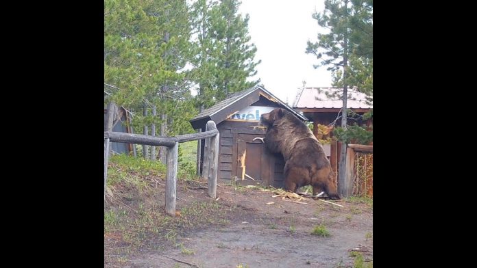 scary:-woman-found-dead-in-montana-near-yellowstone-national-forest-from-apparent-grizzly-bear-attack