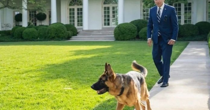 biden’s-dog-commander-caught-on-film-biting-white-house-staffer:-report