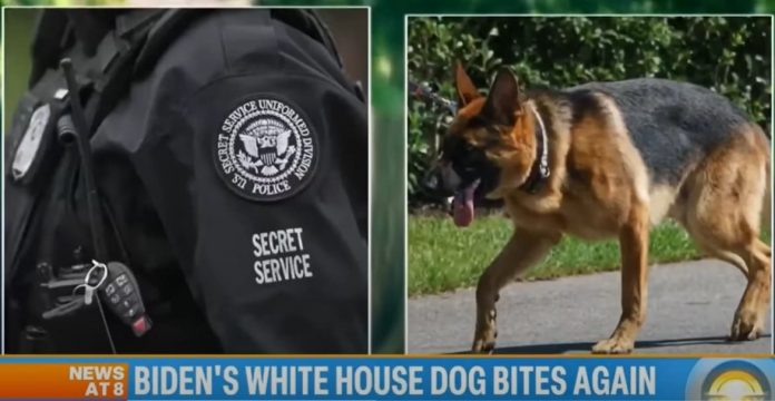 “breach-in-trust”:-white-house-dog-attacks-related-to-joe-biden’s-“combustible”-relationship-with-secret-service-agents:-report