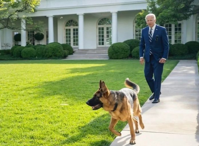 breaking:-biden’s-dog-‘commander’-removed-from-white-house-following-multiple-biting-incidents