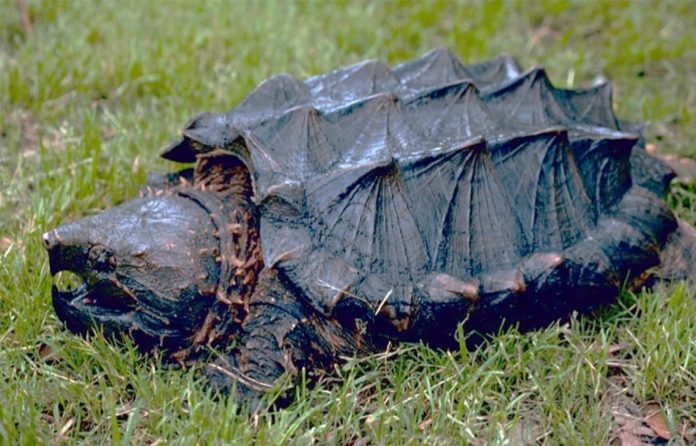 texas-offering-$2k-rewards-for-reporting-alligator-snapping-turtle-poaching