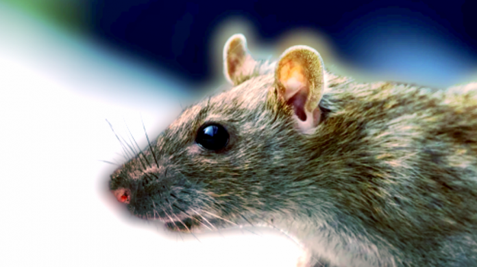 mice-memories:-new-scientific-research-shows-rats-have-imaginations,-too