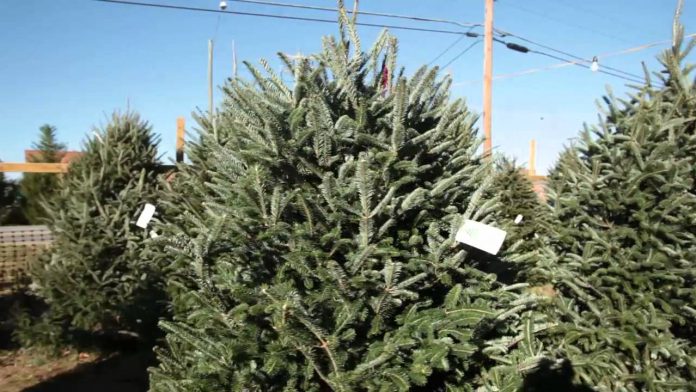 bidenomics:-price-of-christmas-trees-up-10-percent-this-year–-americans-feel-strain-on-gift-budget