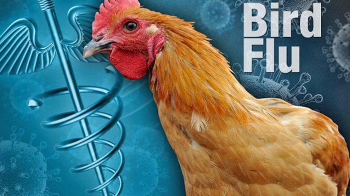 here-we-go:-scientists-warn-bird-flu-pandemic-could-be-‘100-times-worse’-than-covid-19