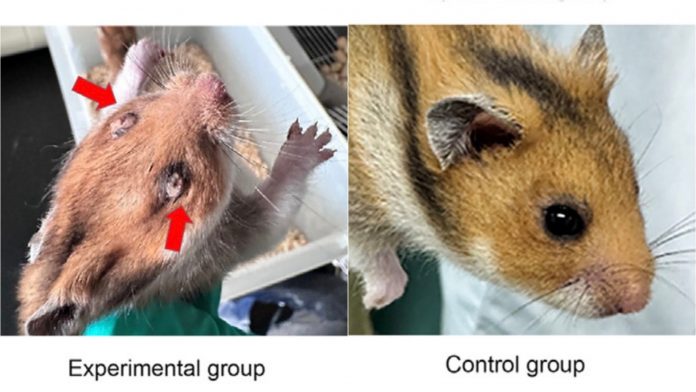 chinese-scientists-engineer-mutant-ebola-virus-in-controversial-experiment,-causing-severe-symptoms-and-deaths-in-lab-hamsters