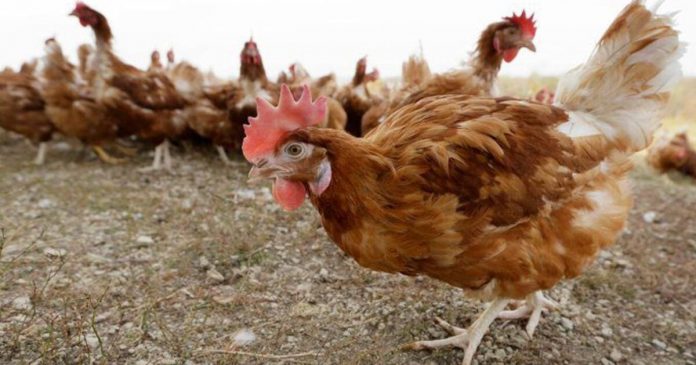 here-we-go:-fda-warns-for-potential-bird-flu-pandemic-that-could-kill-one-in-four-americans