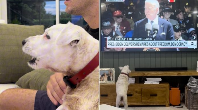 hilarious:-even-dogs-can’t-stand-joe-biden!-watch-this-dog-go-berserk-when-biden-appears-on-tv,-but-loves-trump!-(video)