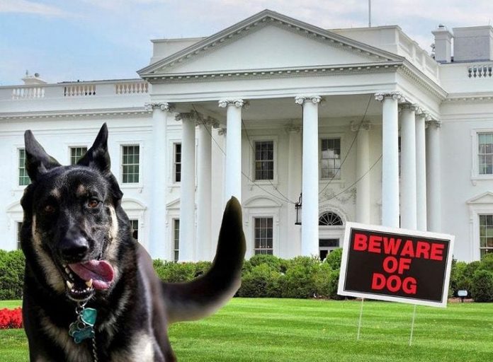 huge!-new-documents-reveal-biden-is-personally-responsible-for-attacks-by-his-dog-commander-–-biden-repeatedly-watched-as-his-dog-bit-secret-service-agents