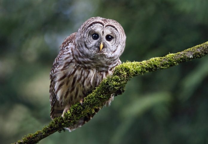 feds-want-migratory-bird-treaty-exemption-to-call-in-and-eradicate-american-owls