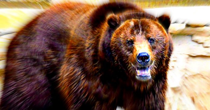 72-year-old-montana-man-is-attacked-by-grizzly-bear-while-picking-berries,-fights-it-off-and-manages-to-shoot-it-dead