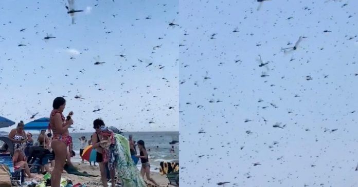 “dragonfly-apocalypse”-—-thousands-of-dragonflies-swarm-beachgoers-at-rhode-island’s-misquamicut-beach