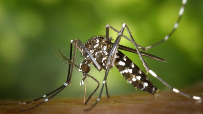 voluntary-lockdown-imposed-at-four-massachusetts-towns-to-combat-deadly-and-incurable-mosquito-borne-disease