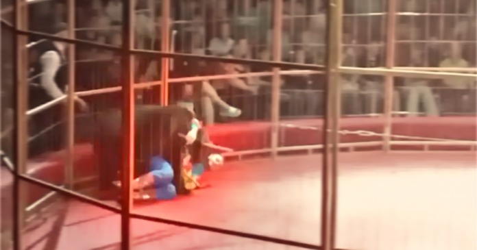 shock-video:-circus-bear-snaps-and-mauls-handler-in-front-of-screaming-audience