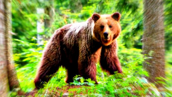 brown-bear-who-killed-man-in-attack-in-the-italian-alps-remains-in-captivity-after-high-court-prevents-local-authorities-from-culling-it