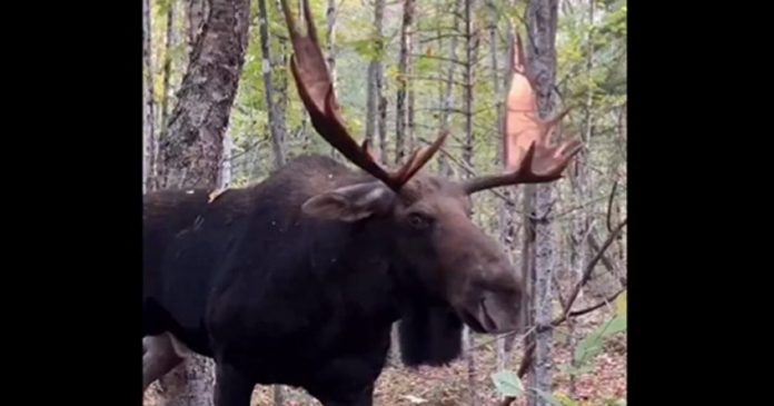 man’s-encounter-with-massive-bull-moose-goes-viral:-‘that’s-close-enough-bud’-(video)