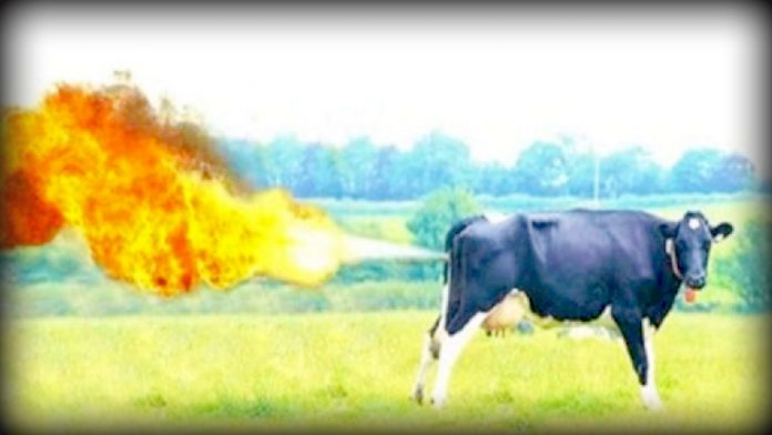 not-the-babylon-bee:-denmark-to-implement-the-world’s-first-tax-on-agricultural-emissions,-including-cow-farts