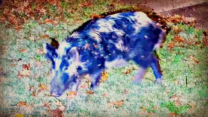 cue-in-the-feral-hogs:-pack-of-beasts-wreak-havoc-in-suburban-irving,-texas,-highlighting-a-rapidly-spreading-problem-that-costs-the-us-$1.4-billion-yearly