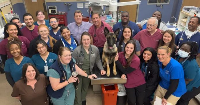 hero-dog-‘k9-rocky’-shot-twice-during-manhunt-for-cop-killer-released-from-hospital-—-will-soon-return-to-active-service-(video)