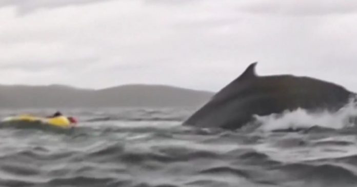 watch:-real-life-jonah-–-whale-gobbles-up-kayaker-on-video-then-vomits-him-back-up-still-alive