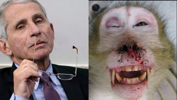 attn-doge:-nih-renews-massive-funding-for-fauci’s-infamously-cruel-monkey-island