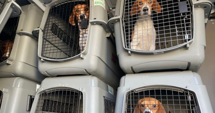 trump’s-nih-shuts-down-final-beagle-lab-conducting-painful-experiments-—-ending-fauci-era-cruelty-and-bureaucratic-waste