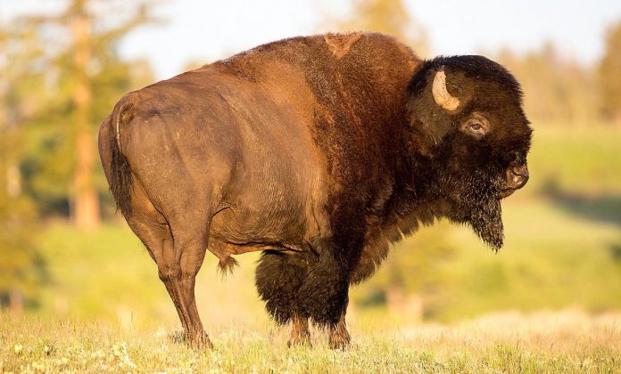 yikes!-florida-man-gored-by-bison-at-yellowstone-national-park-after-getting-too-close-to-animal