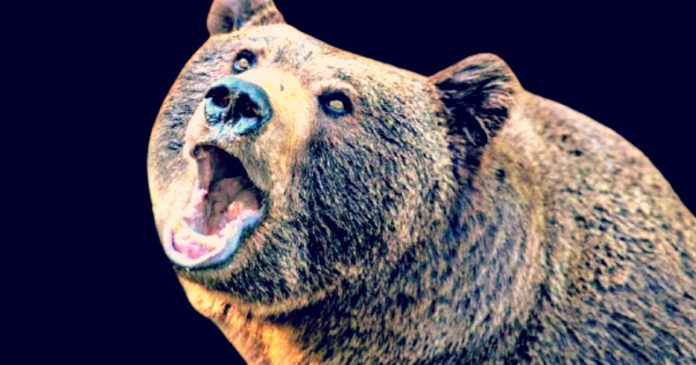 300-pound-black-bear-mauls-florida-man-and-his-dog-in-first-ursine-killing-in-the-state