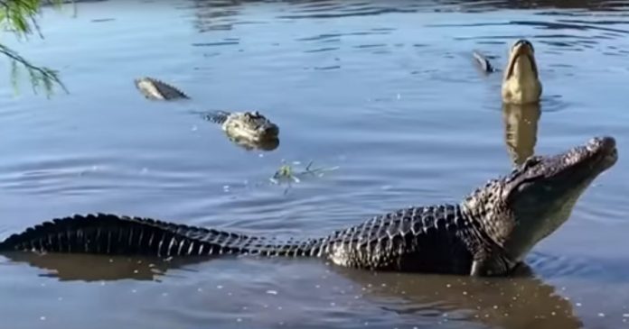 woman-in-canoe-pays-with-her-life-after-passing-over-hidden-alligator