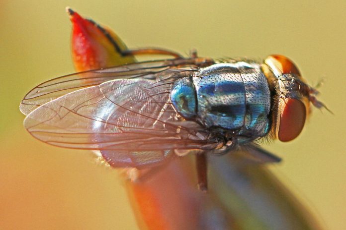feds-breeding-billions-of-flies,-planning-to-dump-them-on-texas-and-mexico